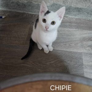 Chipie
