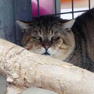 Toby – Mâle, né le 01/08/2021 – FIV+