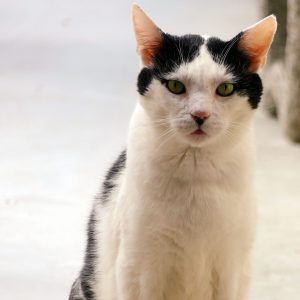 !SOS Sénior diabétique! Lourdy – Mâle, 11 ans – FIV+ !En famille d’accueil!