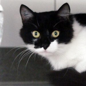 Simone – Femelle, née le 01/09/23