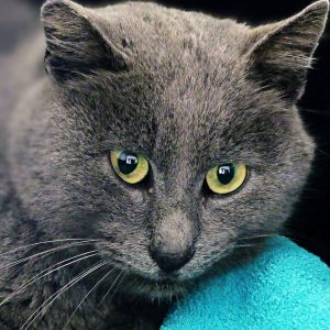 Gri-Gri – Mâle, né le 1/1/2018 – FIV+