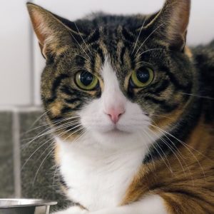 Suzon – Femelle, née le 20/06/2021