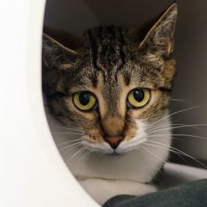 Twilight – Femelle, née le 1/11/2015