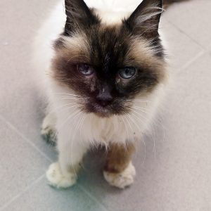 !SOS Sénior, traitement à vie pour le coeur, la tyroïde et FIV+! Alizée, femelle de 16 ans