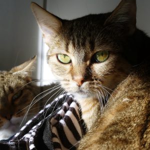 Clawdine – Femelle, née le 01/05/2024