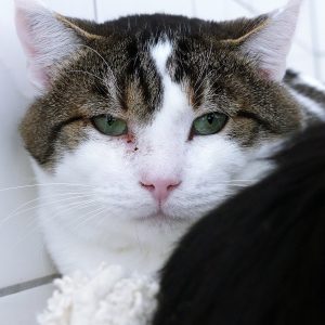 Cork – Mâle, né le 01/05/2018 – FIV+