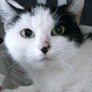 Majesty – Femelle, née le 01/11/2023