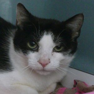 Charlie – Femelle, née le 01/08/2024