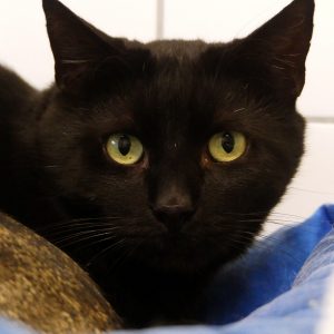 Vortex – Mâle, né le 01/01/2022