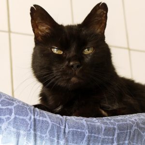 Jerry – Mâle, né le 01/01/2017