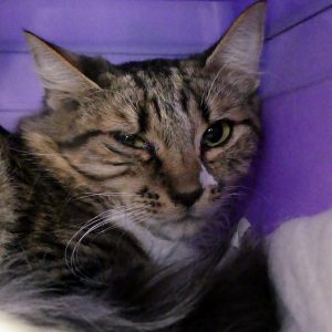 Ganache – Femelle, née le 1/5/2024