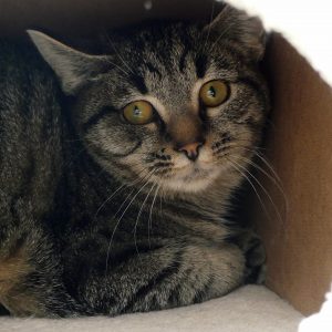 Cilik – Mâle, né le 1/5/2025