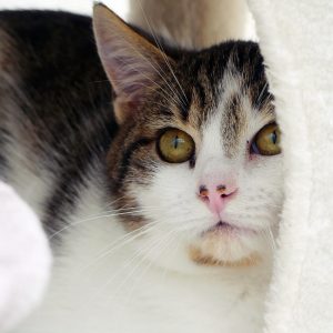 Poco – Mâle, né le 1/5/2025