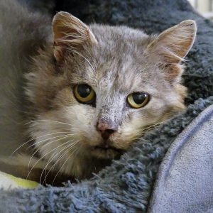 !SOS Sénior! Otis – Mâle, né le 01/11/15