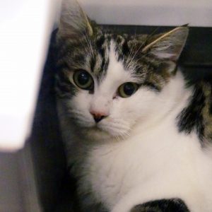 Joggy – Mâle, né 01/12/2023