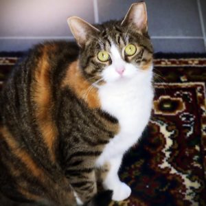 Suzon – Femelle, née le 20/06/2021