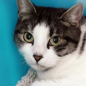 Aurore – Femelle, née le 1/5/2024