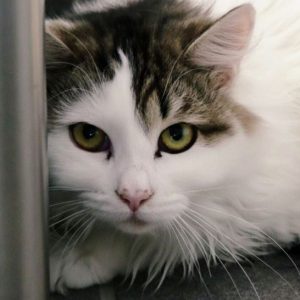 Ophelia – Femelle, née le 1/12/2024