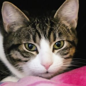 Galopin – Mâle, né le 1/5/2025