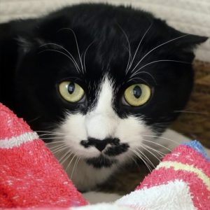 Ankou – Mâle, né le 1/11/2022