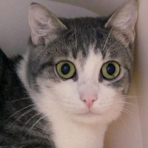 Phantom – Mâle, né le 1/11/2023