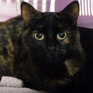 Vespera – Femelle, née le 26/11/2021 – Adoption duo avec Ombrelune