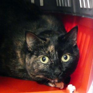 Ombrelune – Femelle, née le 26/11/2021 – Adoption duo avec Vespera