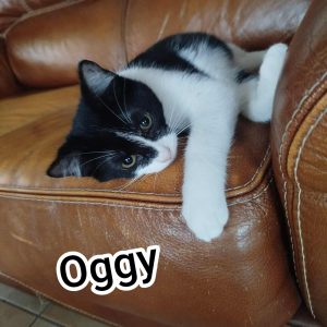 OGGY