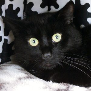 Sauron – Mâle, né le 01/08/24