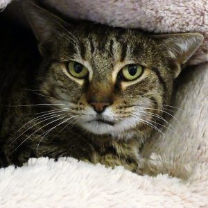 Fifi – Femelle, née le 01/12/20