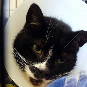 Félix – Mâle, né le 1/9/2016 – FIV+