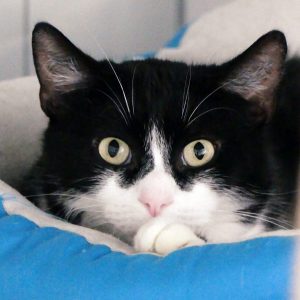 Sanka – Mâle, né le 1/10/2023