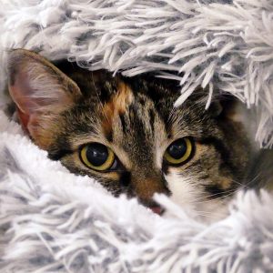 Sky – Femelle, née le 31/8/2021