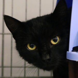 Patou – Mâle, né le 1/5/2025 –  FIV+