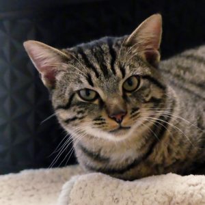 Bilbon – Mâle, né le 1/12/2023