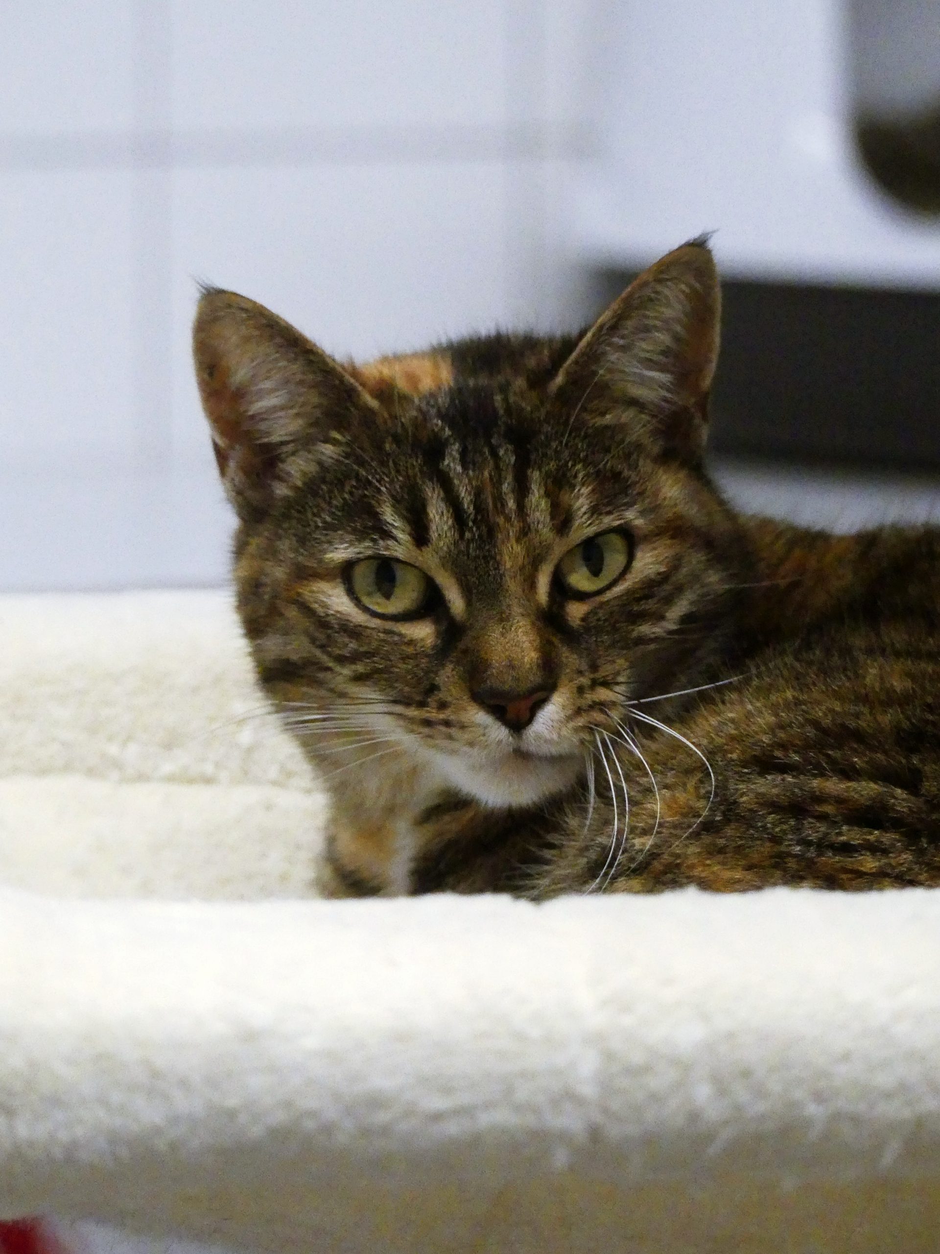 Etincelle – Femelle, née le 01/01/23