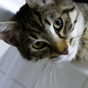 Aragorn – Mâle, né le 14/07/25