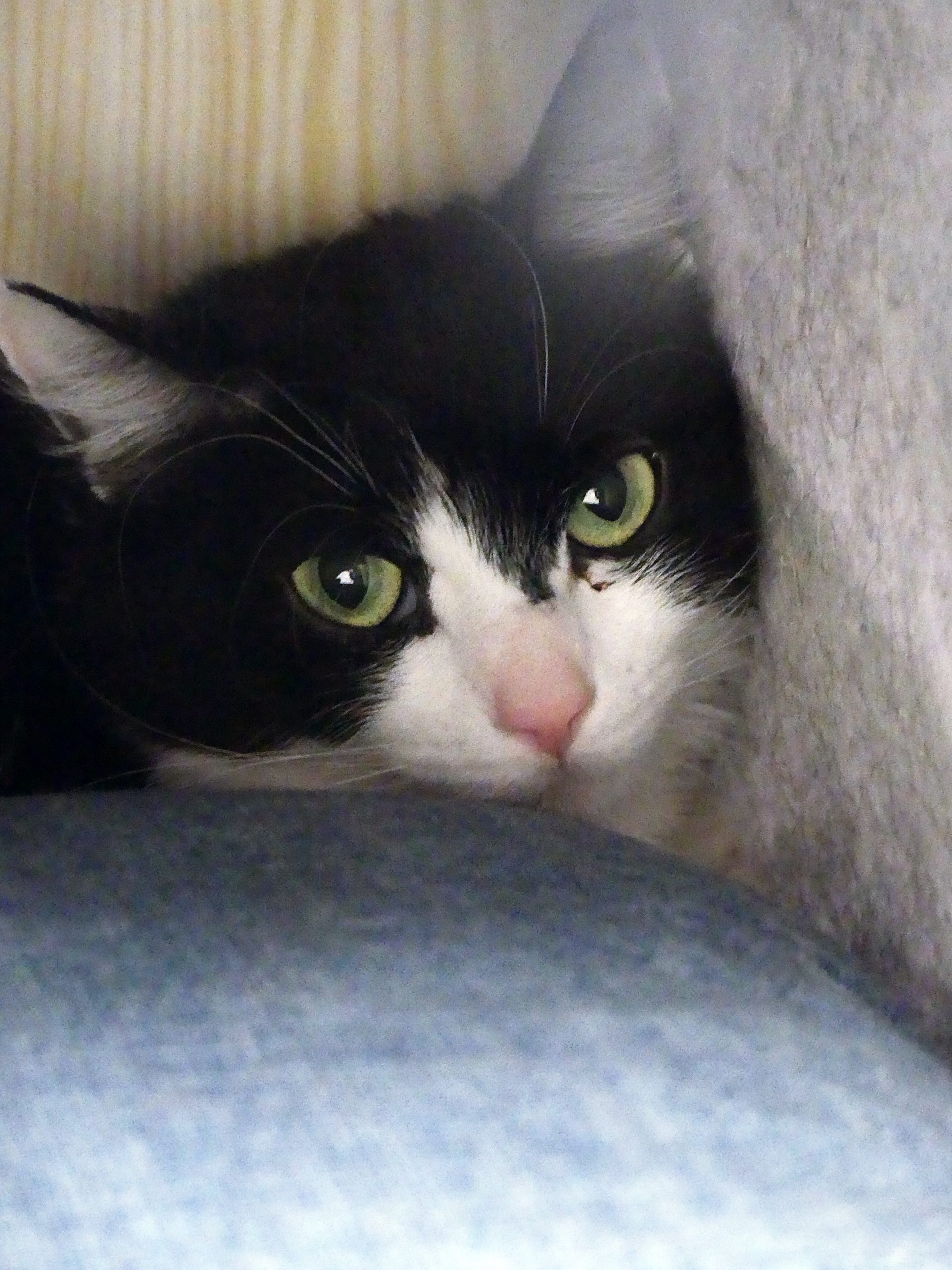 Arwen – Femelle, née le 01/12/23