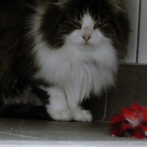 Vesper – Femelle, né le 01/01/2024