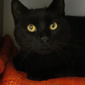 Hubert – Mâle, né le 01/01/24