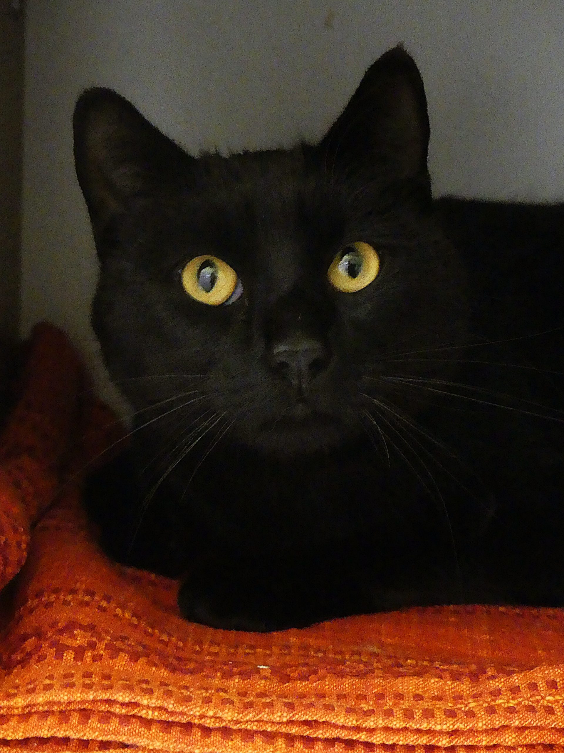 Hubert – Mâle, né le 01/01/24