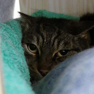 !SOS Sénior! Alastair – Mâle, 10 ans