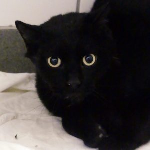 !SOS – Senior + multi-traumatisé – Alsa – Mâle, né le 1/1/2019