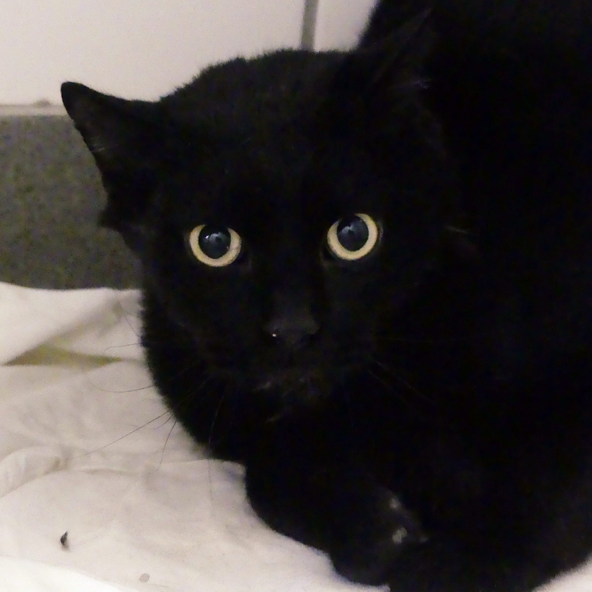 !SOS – Senior + multi-traumatisé – Alsa – Mâle, né le 1/1/2019