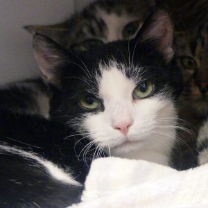 Charlie – Femelle, née le 01/08/2024