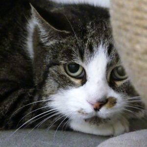 !Senior! Lachlann – Femelle, 11 ans