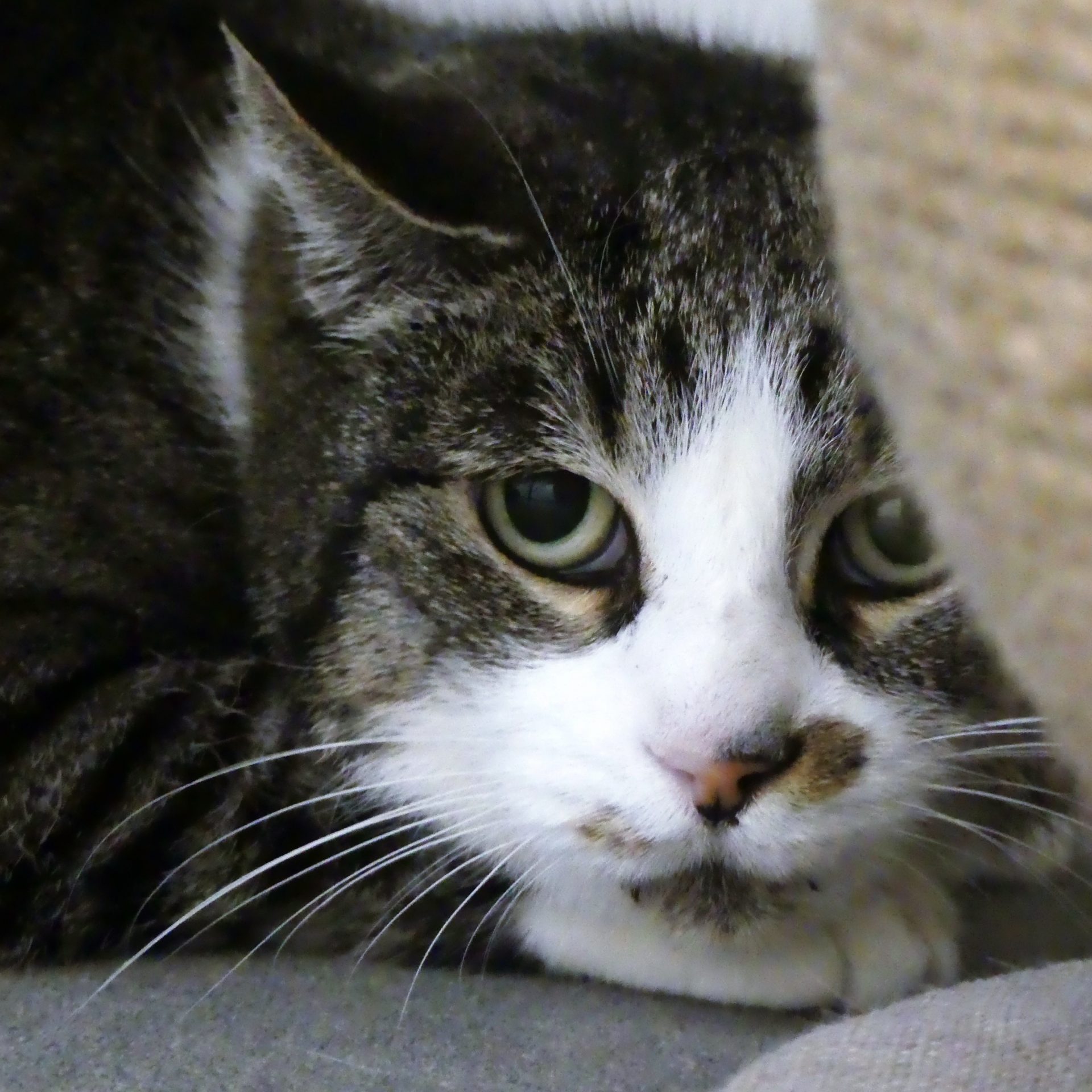 !Senior! Lachlann – Femelle, 11 ans