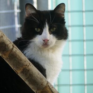 !SOS Granulome éosinophilique! Vladuc – Mâle, né le 01/11/18