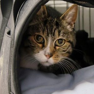 !SOS Insuffisance rénale!Alatar – Mâle, né le 1/1/2017