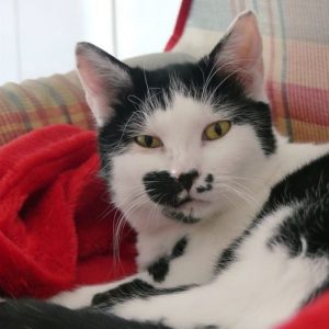 Oui-Oui – Femelle, née le 1/5/2023